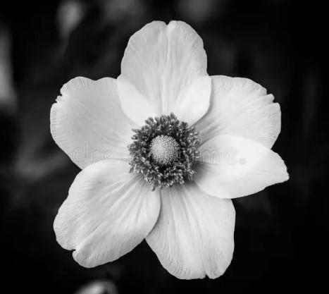 Mariette  Thomas