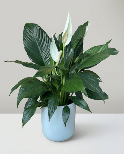 [P-1] Spathiphyllum | Lys de Paix 