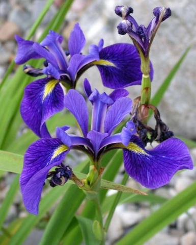 Marie-Pier Larrivée