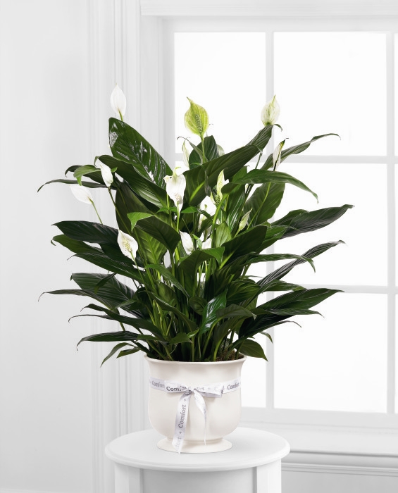 Jardinière réconfortante