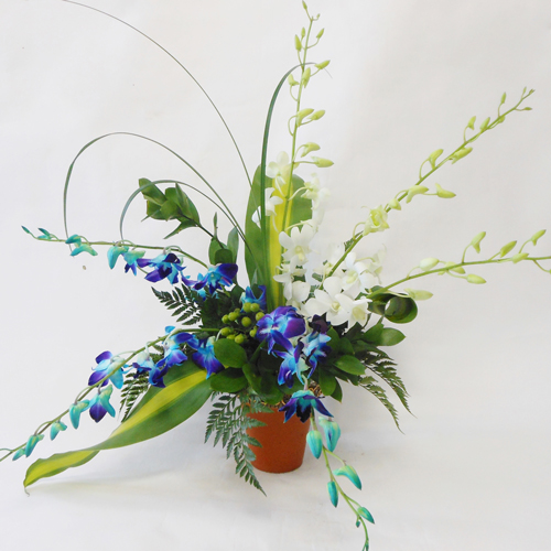 Dendro blanc et bleu